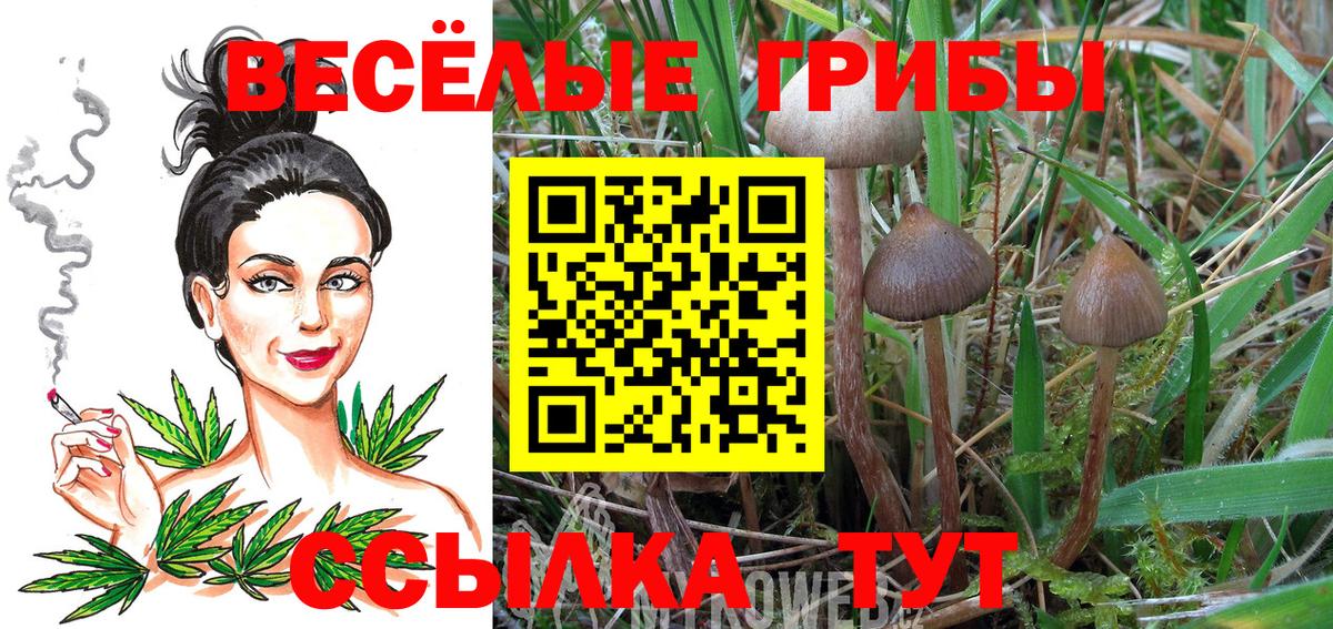 где купить наркоту  Псилоцибиновые грибы прущие грибы  Кимры  Вход с VPN  Псилоцибиновые грибы GOLDEN TEACHER 